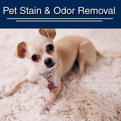 Pet Stain & Odor Removal
